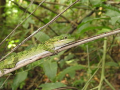 Pseudocalotes tympanistriga