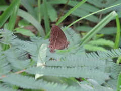 Mycalesis janardana