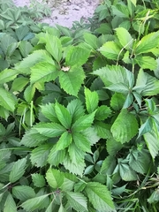 Parthenocissus inserta