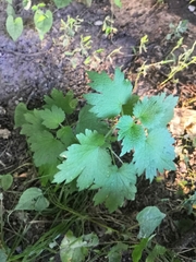 Leonurus quinquelobatus