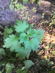 Leonurus quinquelobatus