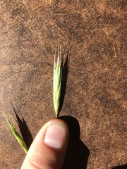 Bromus sitchensis