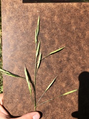 Bromus sitchensis