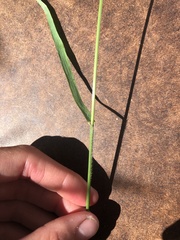 Bromus sitchensis