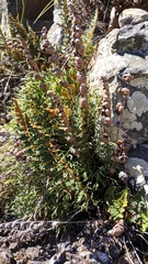 Paragymnopteris marantae