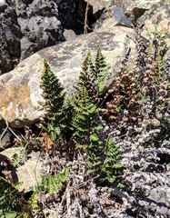 Paragymnopteris marantae