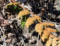 Paragymnopteris marantae