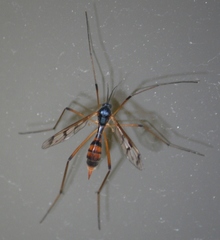 Ptychoptera quadrifasciata