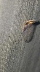 Leucrocuta aphrodite