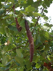 Bauhinia racemosa
