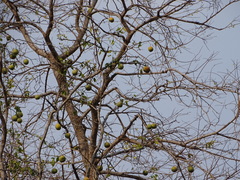 Aegle marmelos