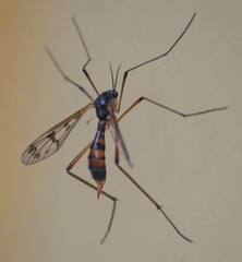 Ptychoptera quadrifasciata