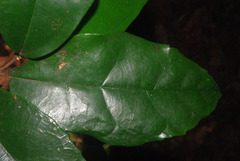 Celtis mildbraedii