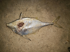 Tripodichthys angustifrons