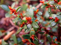 Picrodendraceae