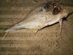 Tripodichthys angustifrons