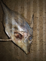 Tripodichthys angustifrons