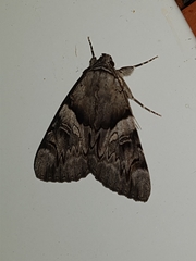Catocala fulminea
