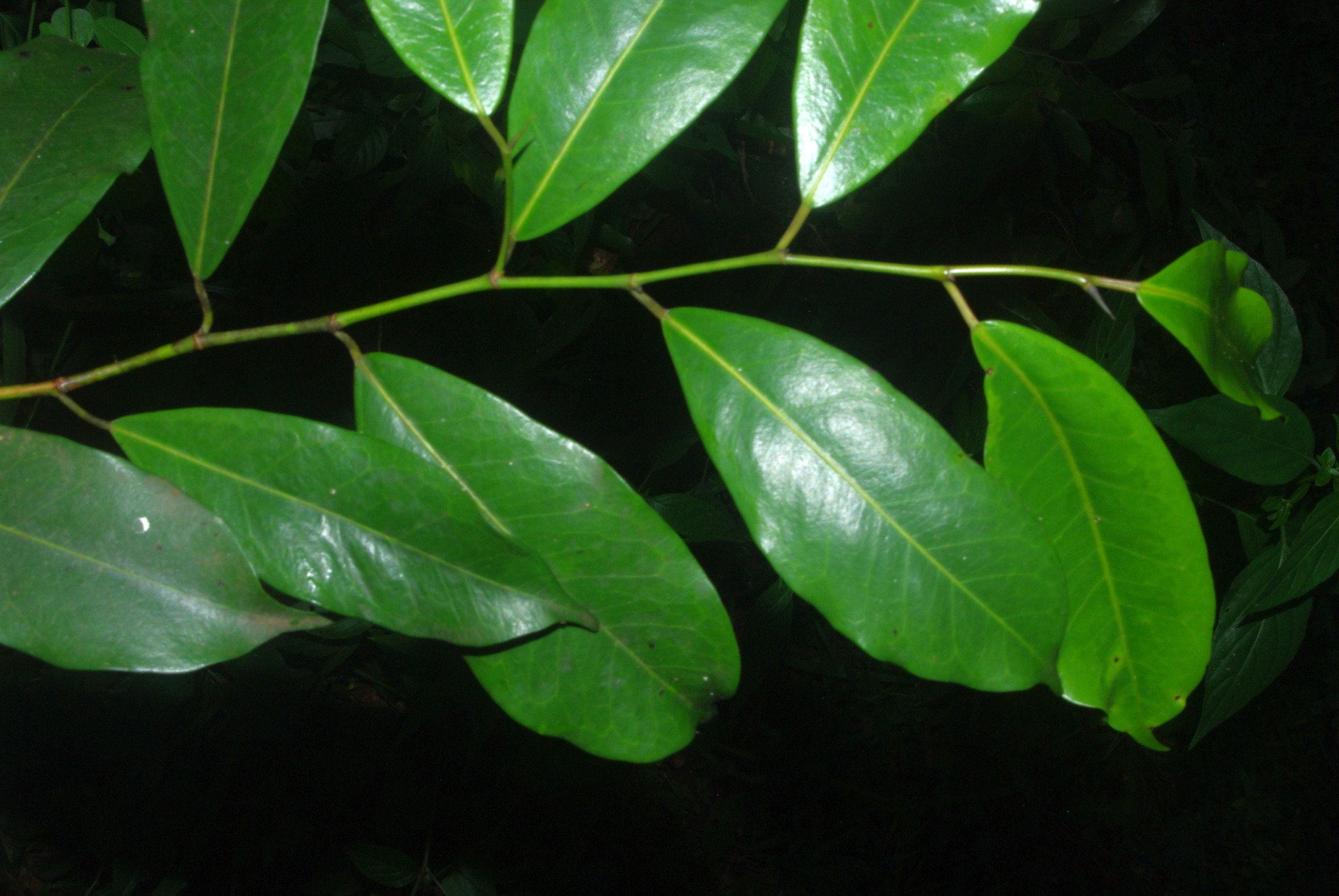 いそべ  Madagascariense veitchii gede Bastard Fig (Trilepisium madagascariense) · iNaturalist