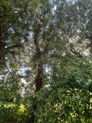 Populus × canadensis