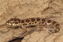 Cyrtodactylus varadgirii
