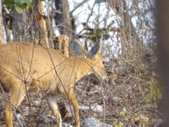 Tetracerus quadricornis