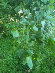 Populus × canadensis