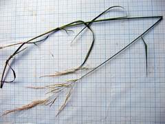 Agrostis clavata
