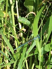 Platycnemis pennipes