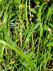 Platycnemis pennipes