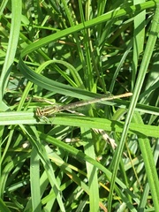 Platycnemis pennipes