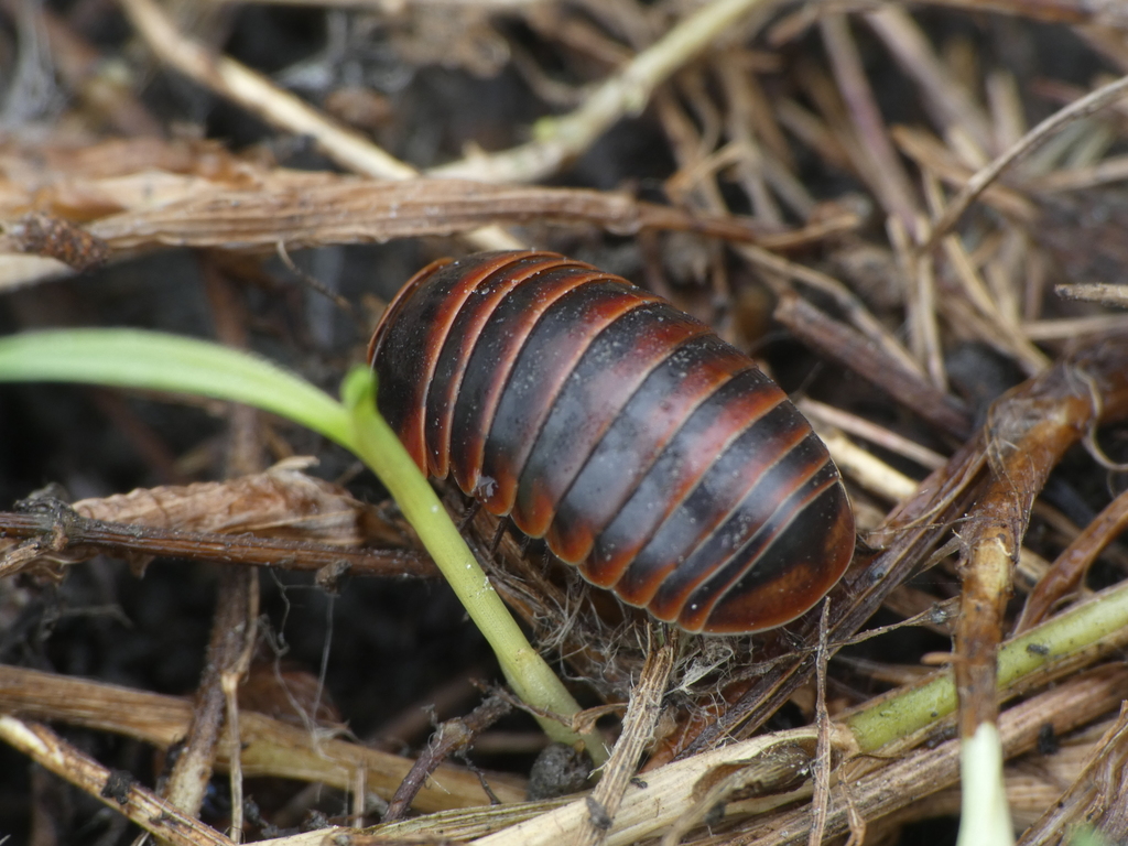 Glomeris transalpina