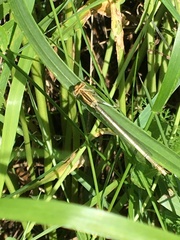 Platycnemis pennipes