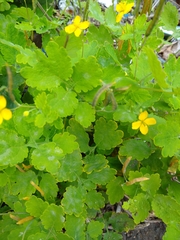 Chelidonium majus