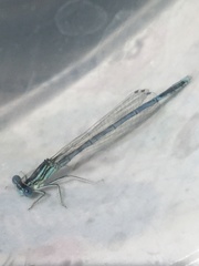 Platycnemis pennipes