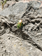 Acanthosoma haemorrhoidale