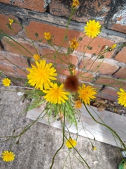 Angiospermae