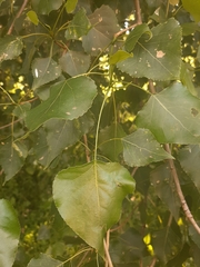 Populus × canadensis