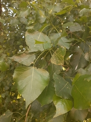 Populus × canadensis