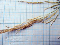 Agrostis clavata