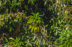 Siphocampylus giganteus