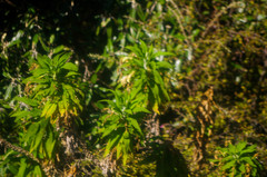 Siphocampylus giganteus