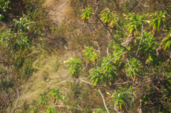 Siphocampylus giganteus