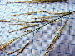 Agrostis clavata