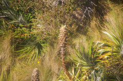 Puya glomerifera