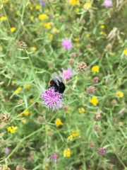 Bombus lapidarius