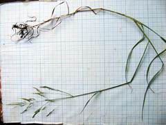 Agrostis clavata