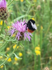 Bombus lapidarius