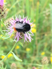 Bombus lapidarius
