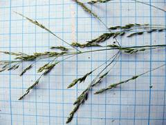 Agrostis clavata